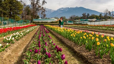 50,000 tulips bloom in full colour as Palampur’s first tulip garden opens to the public at CSIR-Institute of Himalayan Bioresource Technology, offering a limited-time spring spectacle in the hills. (Image: PTI)