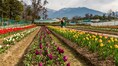 Palampur’s tulip garden opens for visitors, boosting eco and scientific tourism in Himachal Pradesh