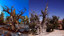 The World’s oldest tree is 5,000 years old and its secret location is closely guarded