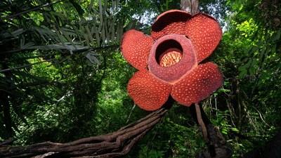 Rafflesia arnoldii: The World’s Largest Flower Thriving in the Shadows of Sumatra and Borneo (Image: Canva)