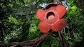 Meet the World’s largest flower and discover the secret forests it calls home