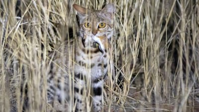 Tiny but Ruthless: The 2-Pound Cat That Rules Africa’s Night from Rodent-Dug Burrows (Image: Hal Brindley)