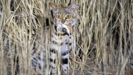 Meet the World’s deadliest cat: A 2-pound hunter hiding in abandoned holes across Africa