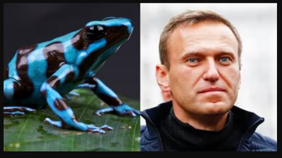 What is epibatidine? The lethal dart frog toxin linked to Alexei Navalny’s death