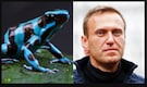 What is epibatidine? The lethal dart frog toxin linked to Alexei Navalny’s death
