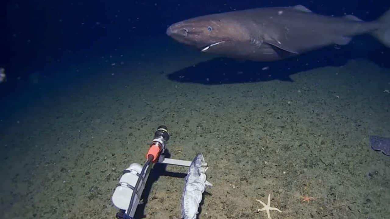 First Time Sighting: A rare Southern Sleeper Shark was filmed 490 metres deep in Antarctic waters