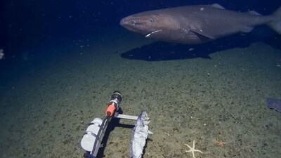 Southern Sleeper Shark captured 490 meters deep in the Southern Ocean. (Image: Minderoo-UWA Deep-Sea Research Centre)