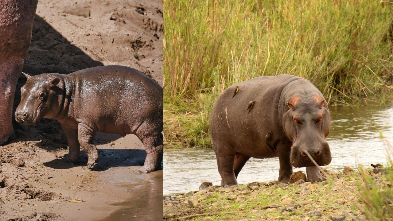 One hippo can consume up to 40 kilograms. (Image: Canva)