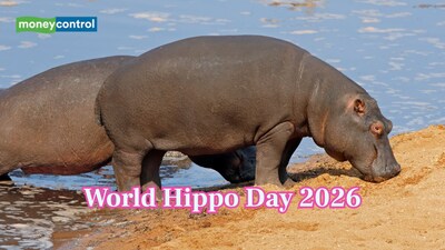 World Hippo Day is celebrated every year on 15th February. (Image: Canva)