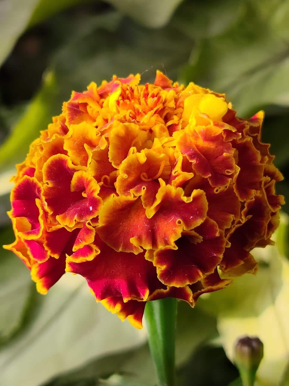 flower 5