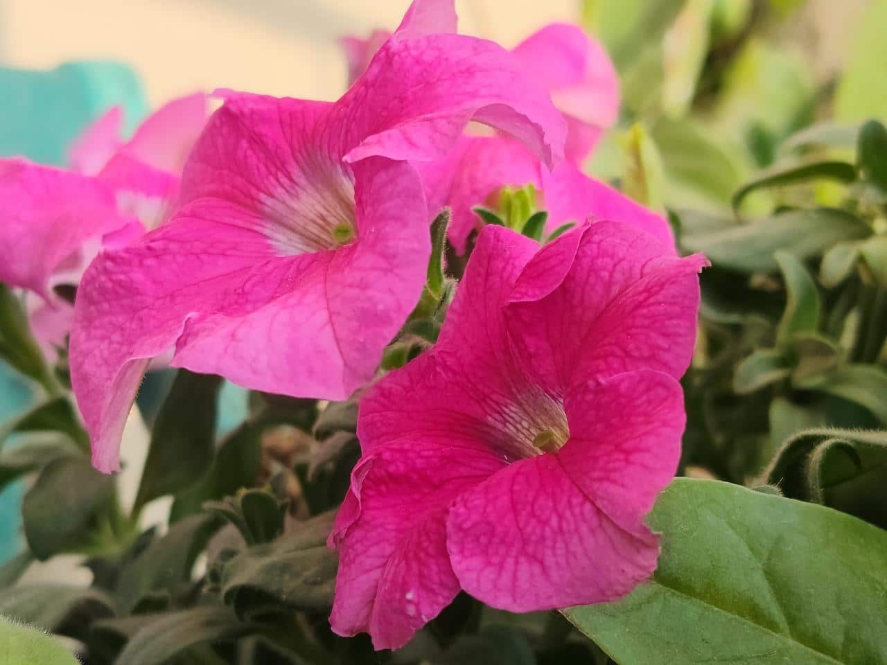 flower
