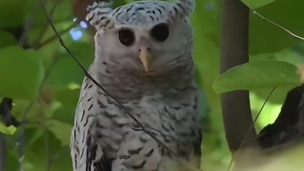 WATCH | Elusive spot-bellied Eagle-Owl also known as "ghost of the forest" sighted within Jim Corbett in Uttarakhand