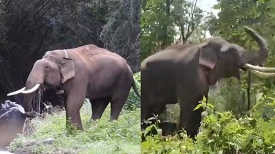 The icon of the Masinagudi, Nilgiris, Elephant Rivaldo dies at 50. (Image: X/@supriyasahuias)
