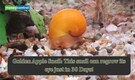 Golden Apple Snail: The snail that can regrow a complete "eye" in just 30 days!