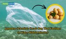 This Japanese bag dissolves in water within minutes — Here’s how scientists made it!