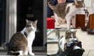 Meet Larry the Cat: The Downing Street’s "chief mouser" turned 15, enters rare feline longevity club!