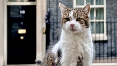 15 years on, Larry the cat continues to impress and entertain at 10 Downing Street