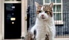 15 years on, Larry the cat continues to impress and entertain at 10 Downing Street