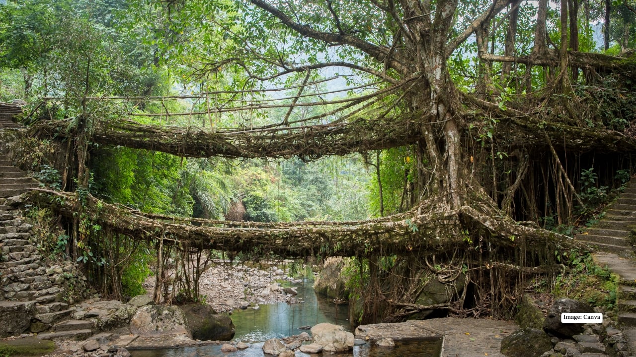 Meghalaya’s double decker living root bridge named among world’s most beautiful bridges — here’s why