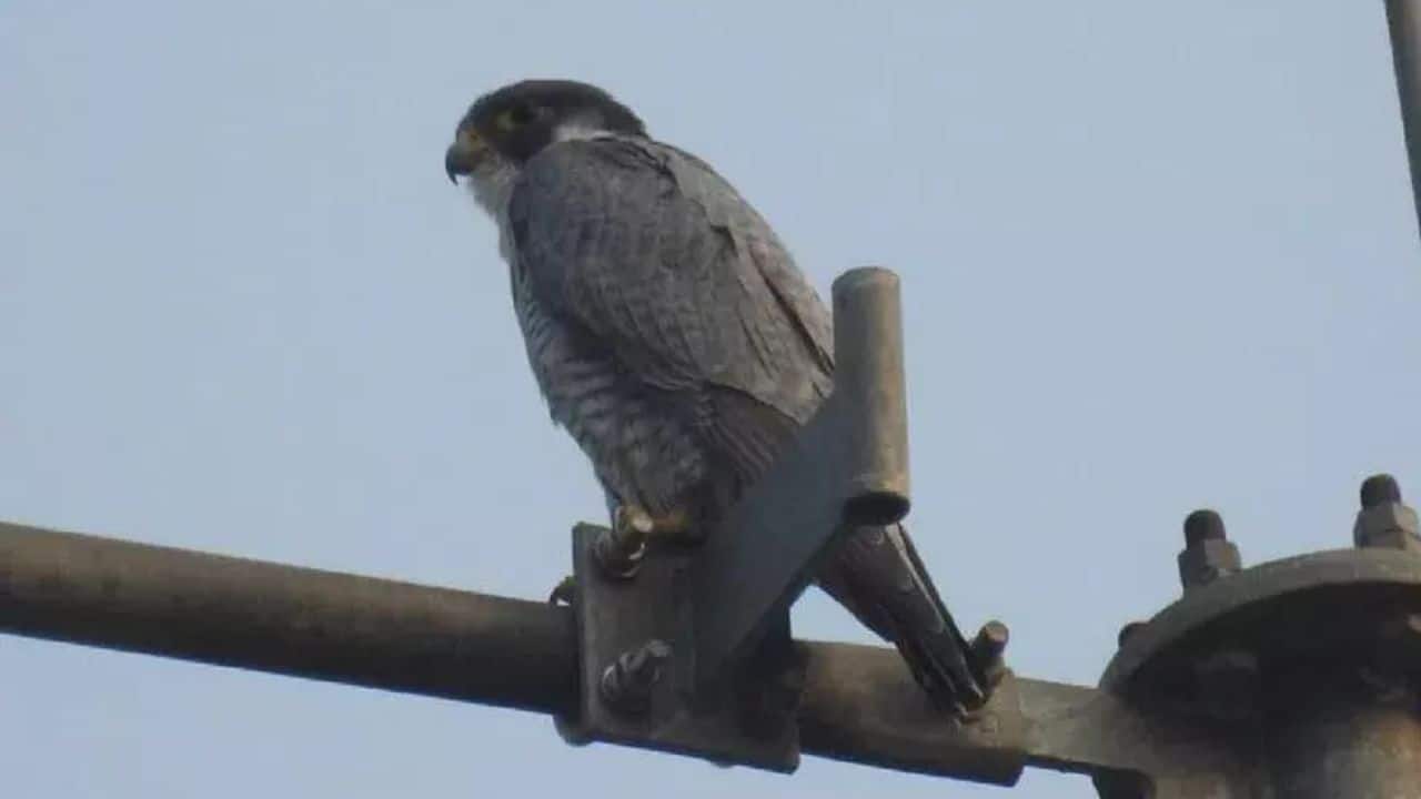 Seen after 5 Years: World's fastest bird, "Peregrine Falcon" has been spotted soaring in Telangana