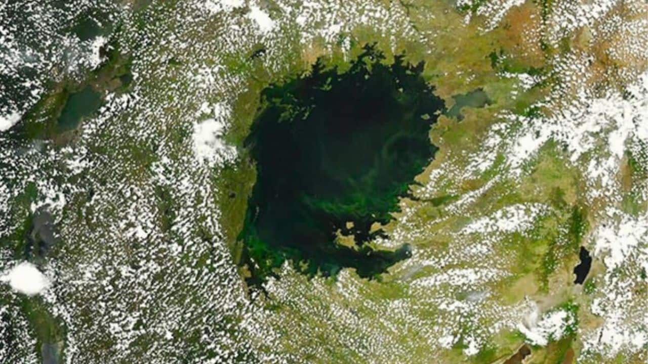 Lake Victoria goes Green! World's largest tropical lake is carrying harmful toxins; Scientists warned of "algae bloom"
