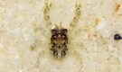Found in Lakshadweep waters, this 3mm crab species is a major discovery who is named after T. Balasubramanian