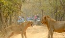 Queen of the jungle: Fearless lioness takes on dominant male lion in intense Gir National Park showdown