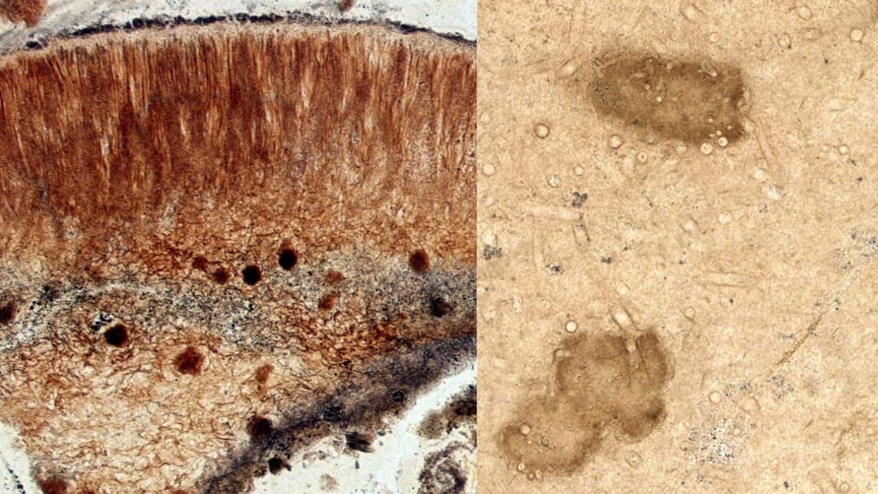 Prototaxites lacked chitin, a key fungal molecule. (Image: Science Advances)