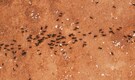 5 smart, eco-friendly ways to keep ants, roaches and mosquitoes away in hot weather
