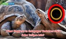 What "strange" thing happens to the Galapagos Tortoises during a Solar Eclipse? Watch Here