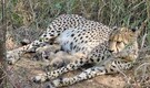 Kuno's roaring success: Three new cubs born to 'Gamini' as India's cheetah count rises to 38 | Watch