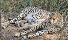 From 35 to 38: Cheetah "Gamini" gave birth to three newborns, marks major milestone at Kuno National Park