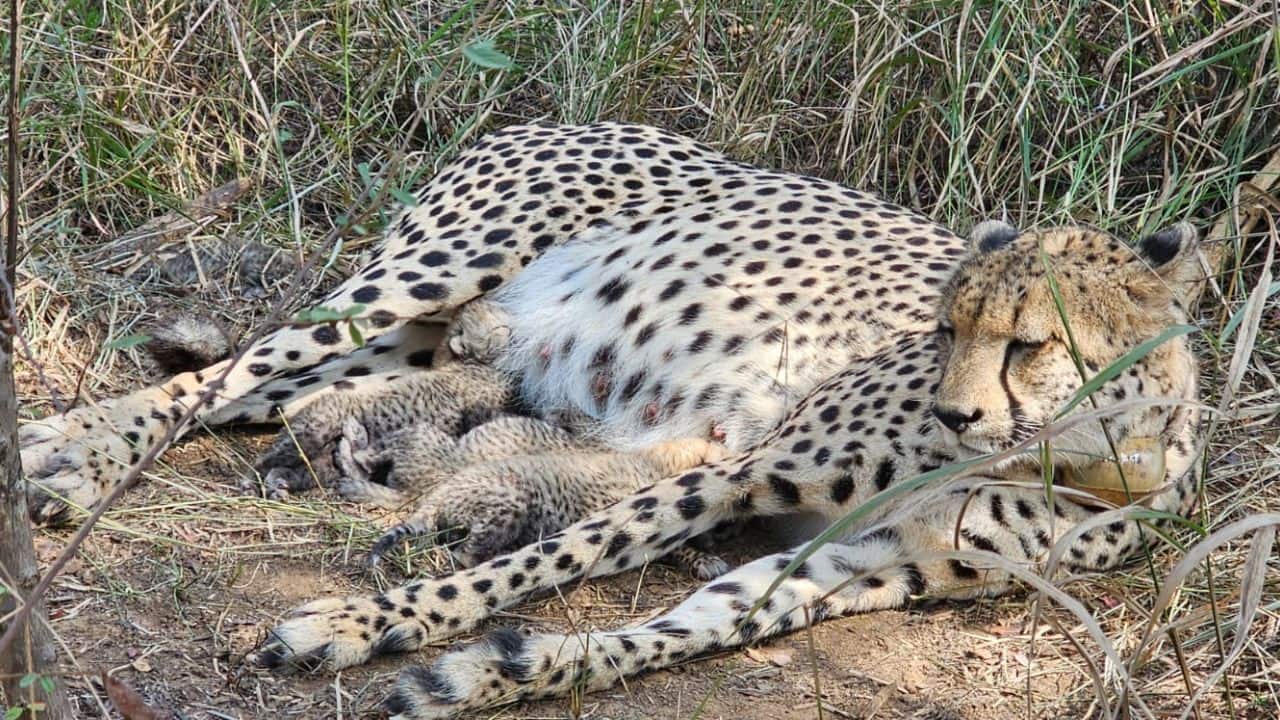 From 35 to 38: Cheetah "Gamini" gave birth to three newborns, marks major milestone at Kuno National Park