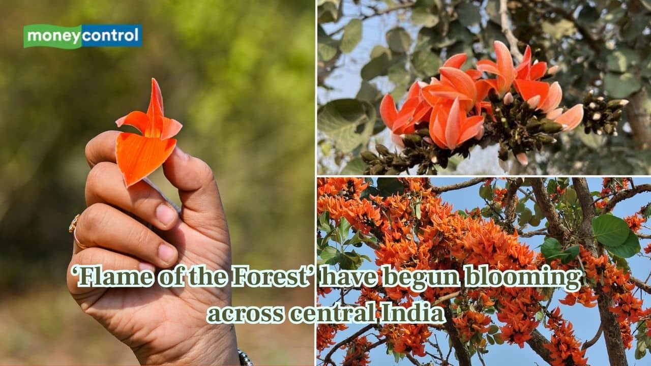 Season of "flame of the forest" returns, as Palash sets Central India ablaze with orange-red blooms
