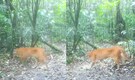 Thailand’s mythical ‘fire tiger’ captured on camera: Rare Asian golden cat emerges from dense forests