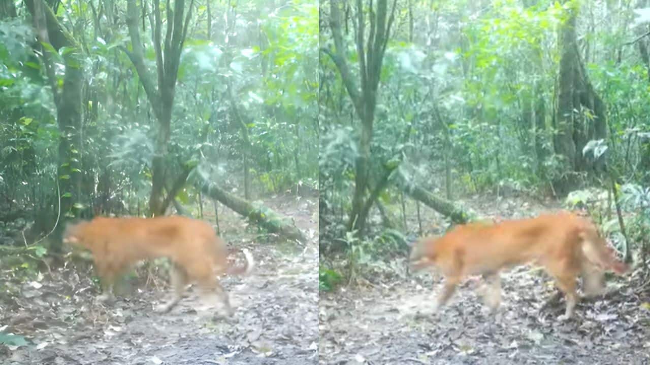 Thailand’s mythical ‘fire tiger’ captured on camera: Rare Asian golden cat emerges from dense forests