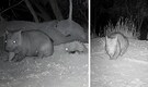 Australia’s rarest Wombat caught on camera — Is this endangered species making a comeback?