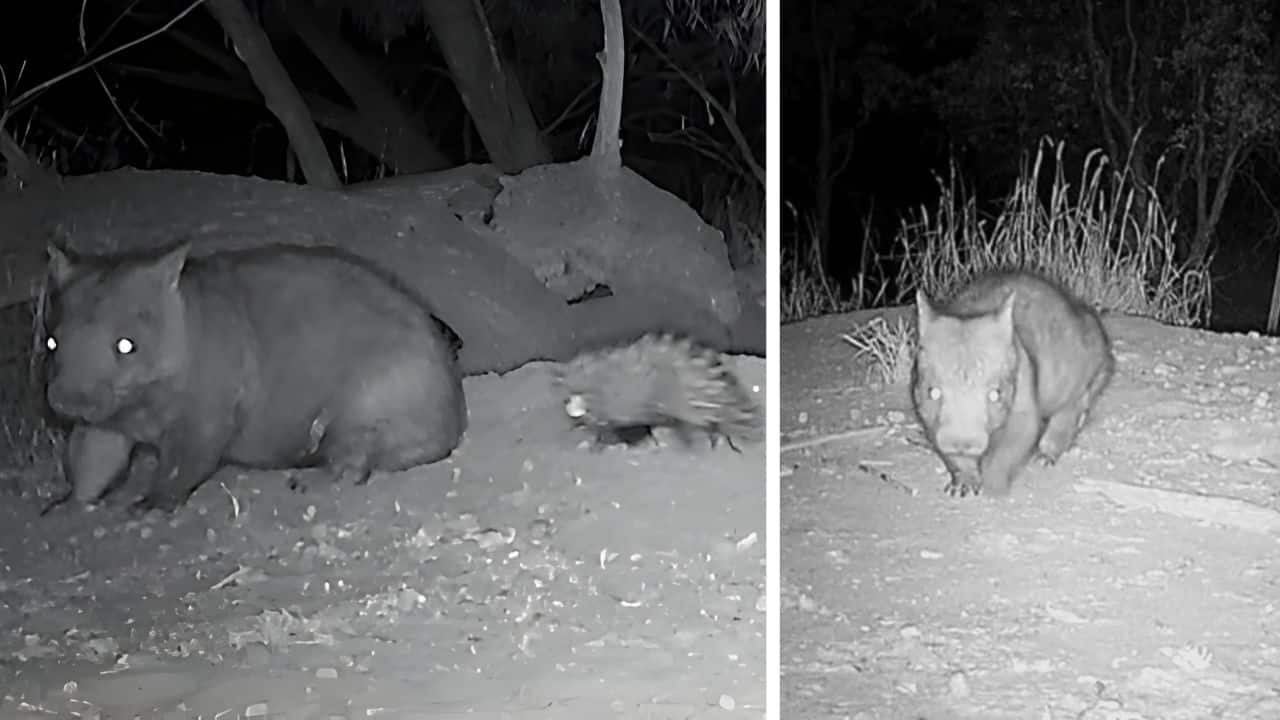Australia’s rarest Wombat caught on camera — Is this endangered species making a comeback?