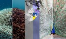 Nature is losing its colours: From animals to birds, the World is becoming colourless, why are scientists worried?