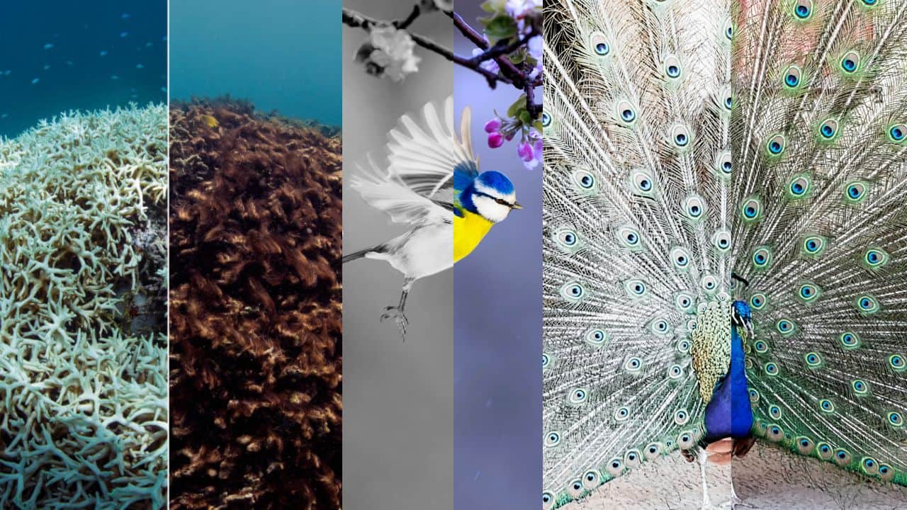 Nature is losing its colours: From animals to birds, the World is becoming colourless, why are scientists worried?