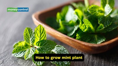 Mint can be grown indoors in a container, if there’s a space crunch, and it thrives in full sun and requires regular watering (Image: Canva)