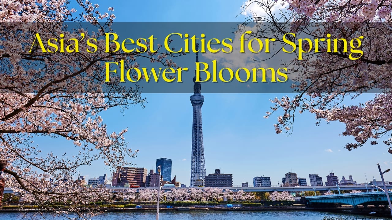 These are Asia’s best destinations for spring flower blooms in 2026