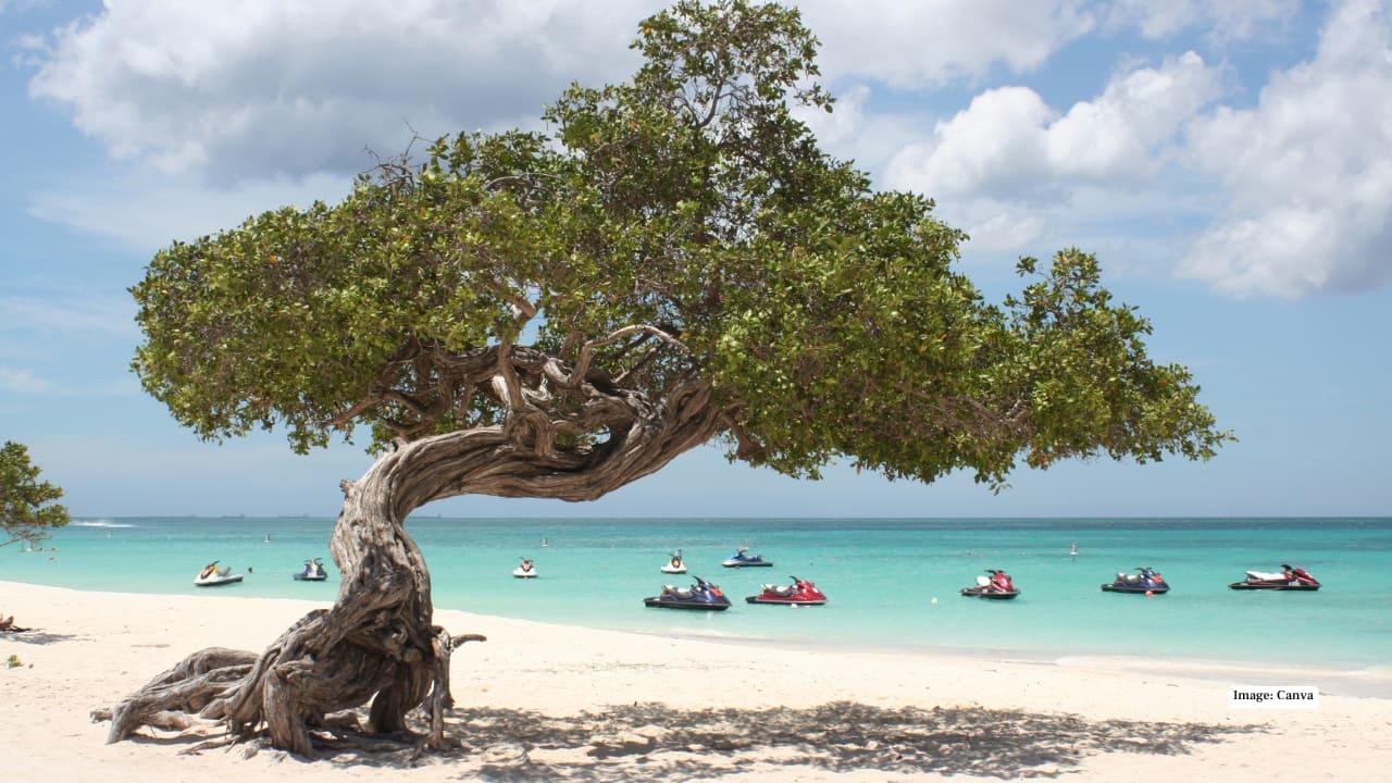 <strong>4. Eagle Beach, Aruba</strong><br />Eagle Beach in Aruba continues to feature prominently in global beach rankings. Known for its wide stretch of soft white sand and clear, warm waters, it offers a less crowded experience compared to other parts of the island. Facilities such as free parking and restrooms, along with activities like snorkelling and jet skiing, make it a convenient choice for a full-day outing.