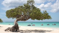 <strong>4. Eagle Beach, Aruba</strong><br />Eagle Beach in Aruba continues to feature prominently in global beach rankings. Known for its wide stretch of soft white sand and clear, warm waters, it offers a less crowded experience compared to other parts of the island. Facilities such as free parking and restrooms, along with activities like snorkelling and jet skiing, make it a convenient choice for a full-day outing.