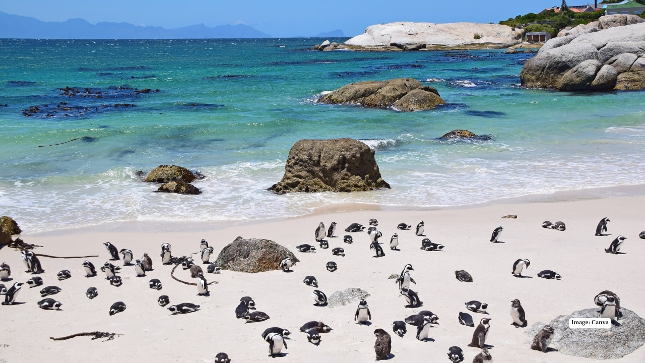 <strong>10. Boulders Beach Penguin Colony, South Africa</strong><br />Rounding out the list is Boulders Beach Penguin Colony near Simon’s Town. Beyond its sandy coves and clear pools, the beach is known for its colony of African penguins. Elevated boardwalks allow visitors to observe the birds in their natural habitat without disturbing them. Early mornings are considered the best time to visit before larger tour groups arrive.