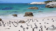<strong>10. Boulders Beach Penguin Colony, South Africa</strong><br />Rounding out the list is Boulders Beach Penguin Colony near Simon’s Town. Beyond its sandy coves and clear pools, the beach is known for its colony of African penguins. Elevated boardwalks allow visitors to observe the birds in their natural habitat without disturbing them. Early mornings are considered the best time to visit before larger tour groups arrive.