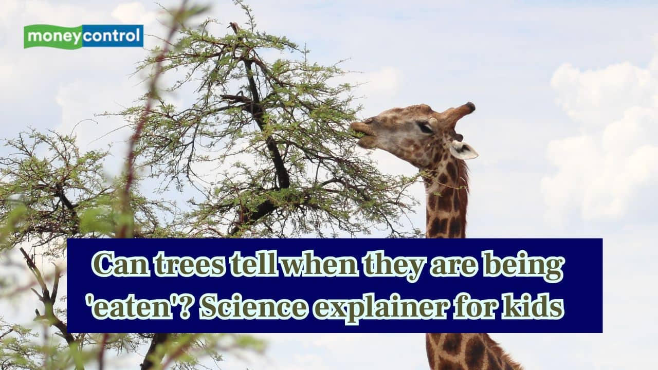 Can trees tell when they are being 'eaten'? Science explainer for kids
