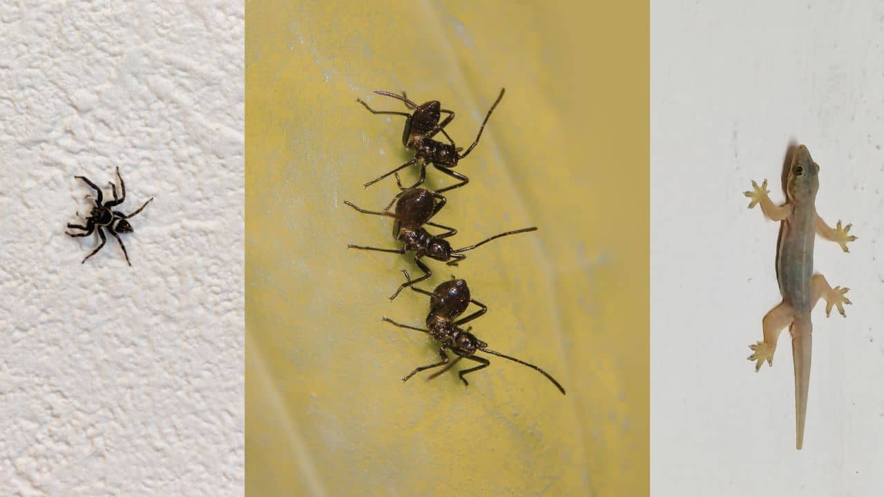 Animals like geckos, ants, and spiders appear to defy gravity, but they do not. (Image: Canva)