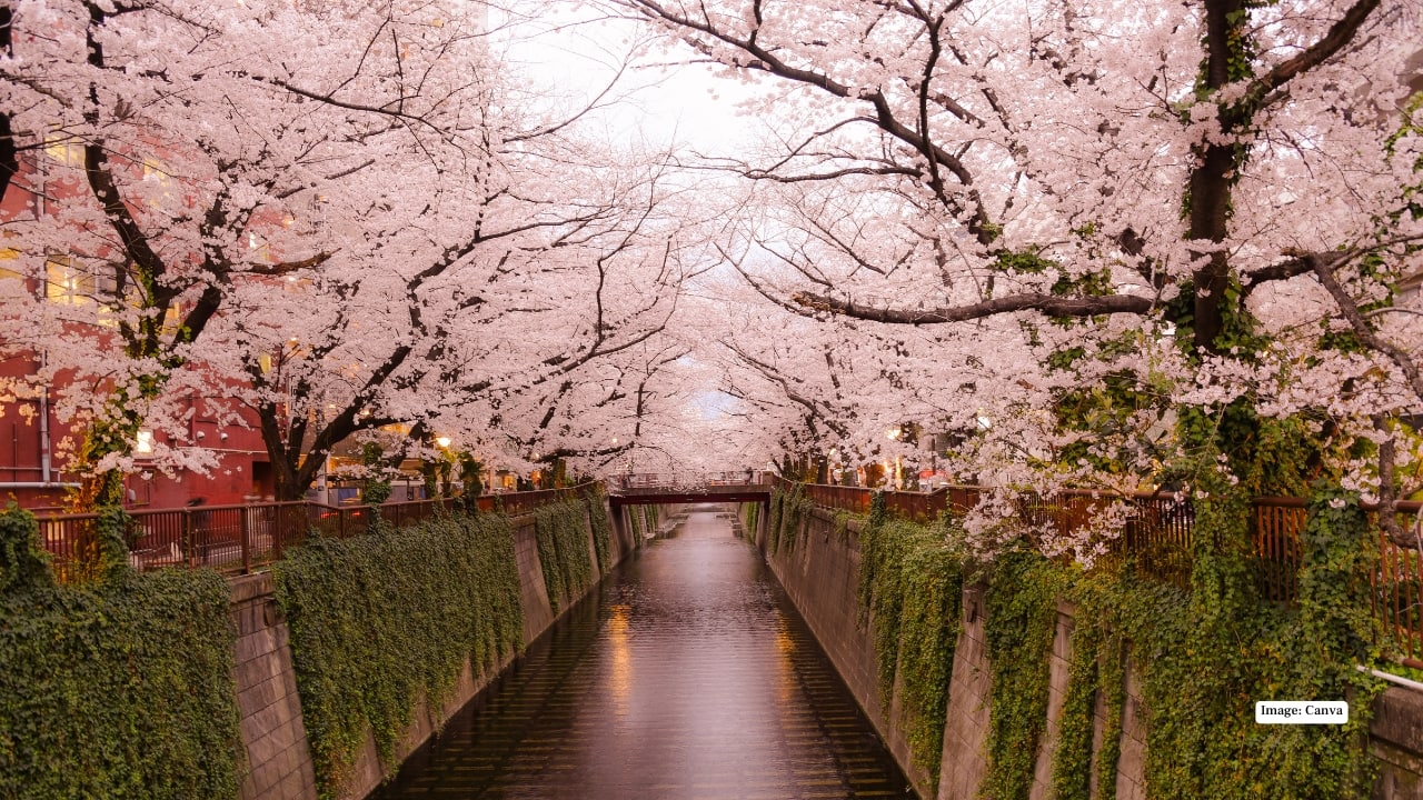 Image: Canva