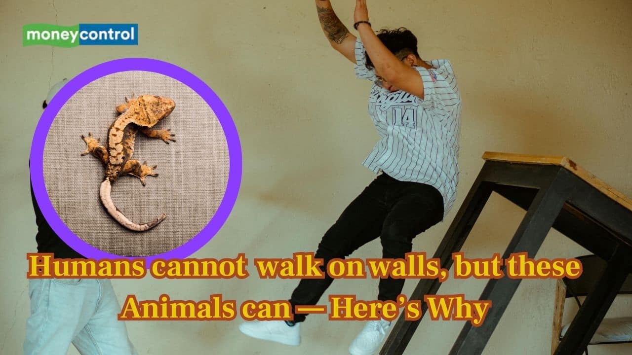Why cannot humans walk on walls, but some animals do? Know the science behind wall-walking!